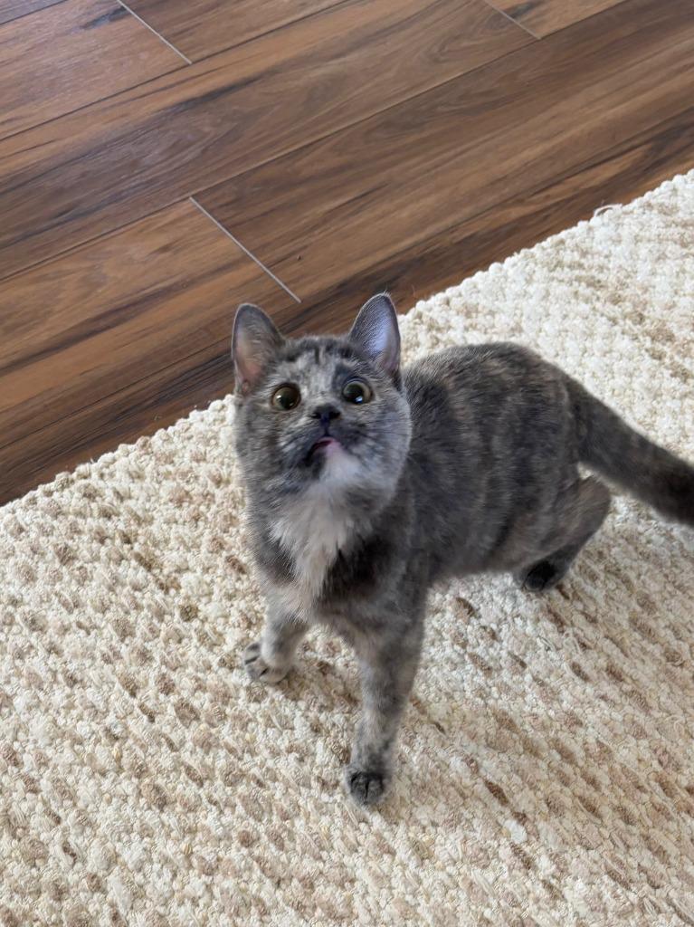 Sangria, a Adoptable mixed breed in Peoria, AZ image 2/6