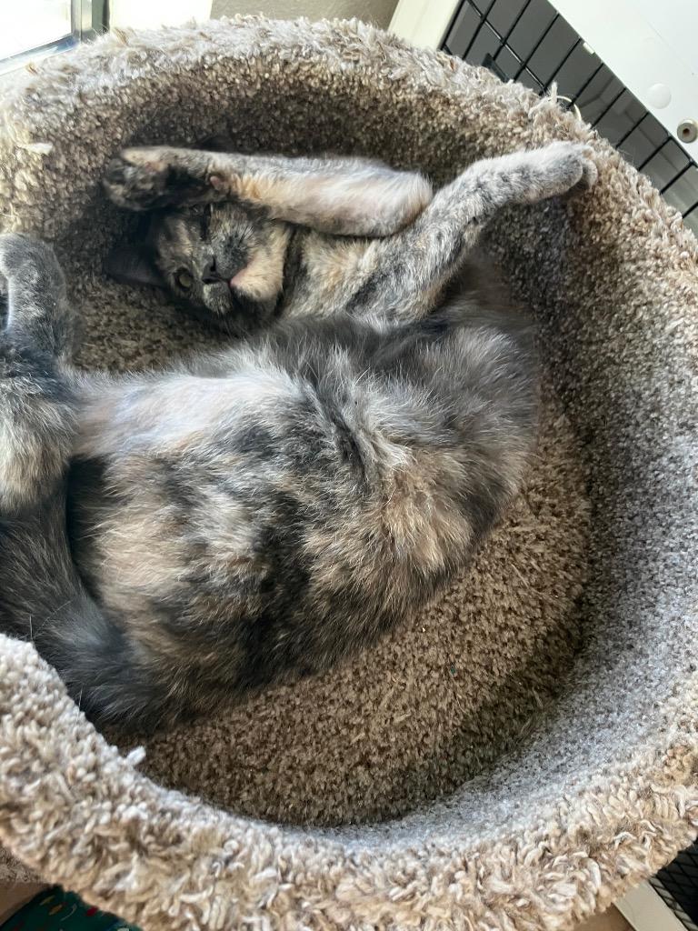 Sangria, a Adoptable mixed breed in Peoria, AZ image 6/6