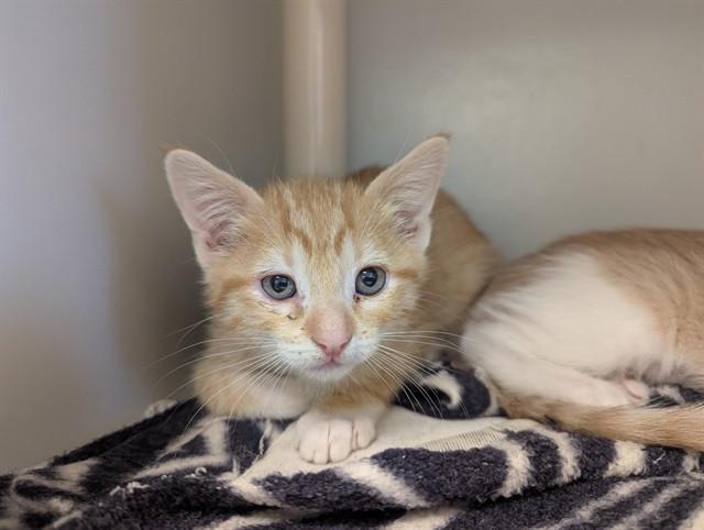Enlarge VANELLOPE, a Adoptable Domestic Short Hair in Salinas, CA image 1/1