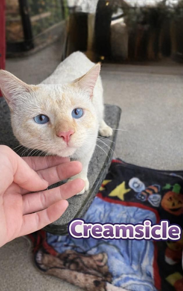 Enlarge Creamsicle, a Adoptable mixed breed in Deltona, FL image 1/1