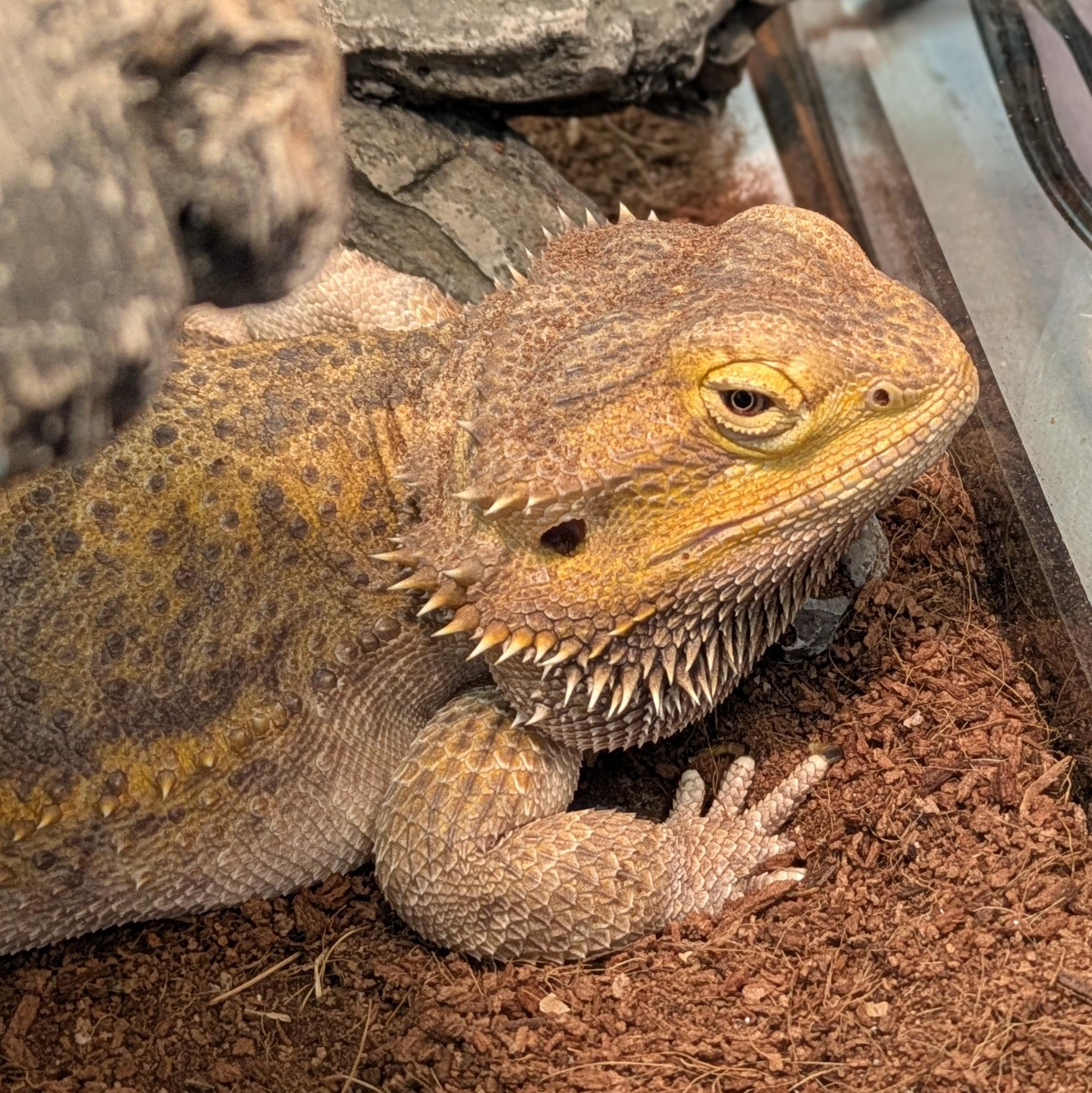 Enlarge Shera, a ADOPTABLE Bearded Dragon in Allen, TX image 1/1
