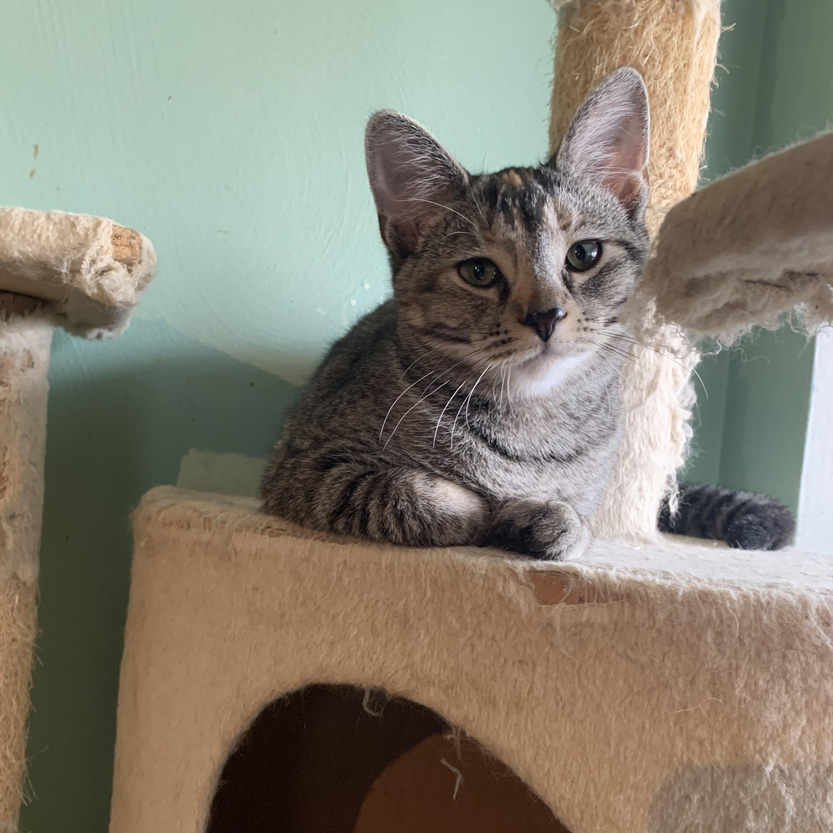 Enlarge Dottie, a Adoptable Domestic Short Hair in Greensburg, PA image 2/5