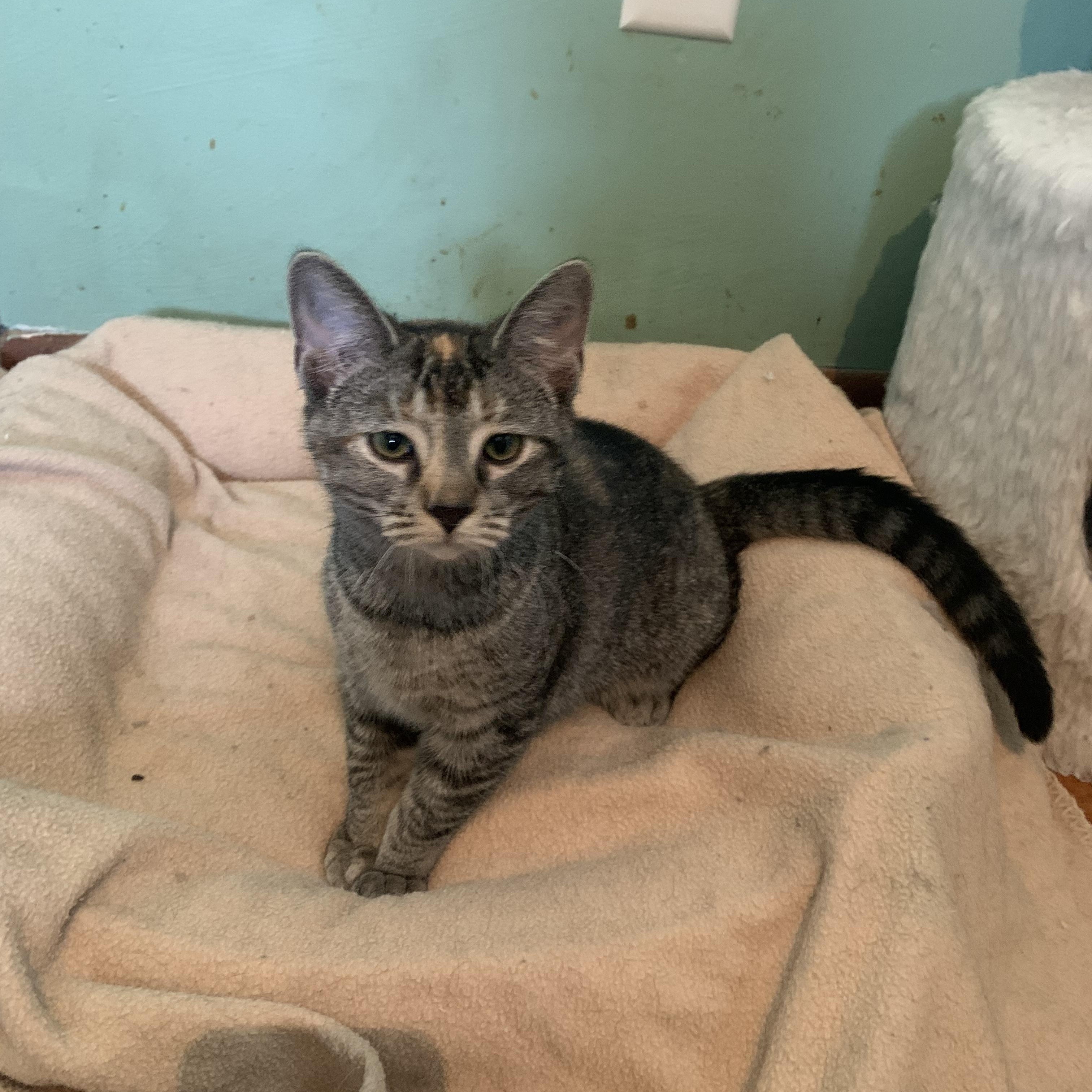 Dottie, Adoptable, Kitten Female Domestic Short Hair.