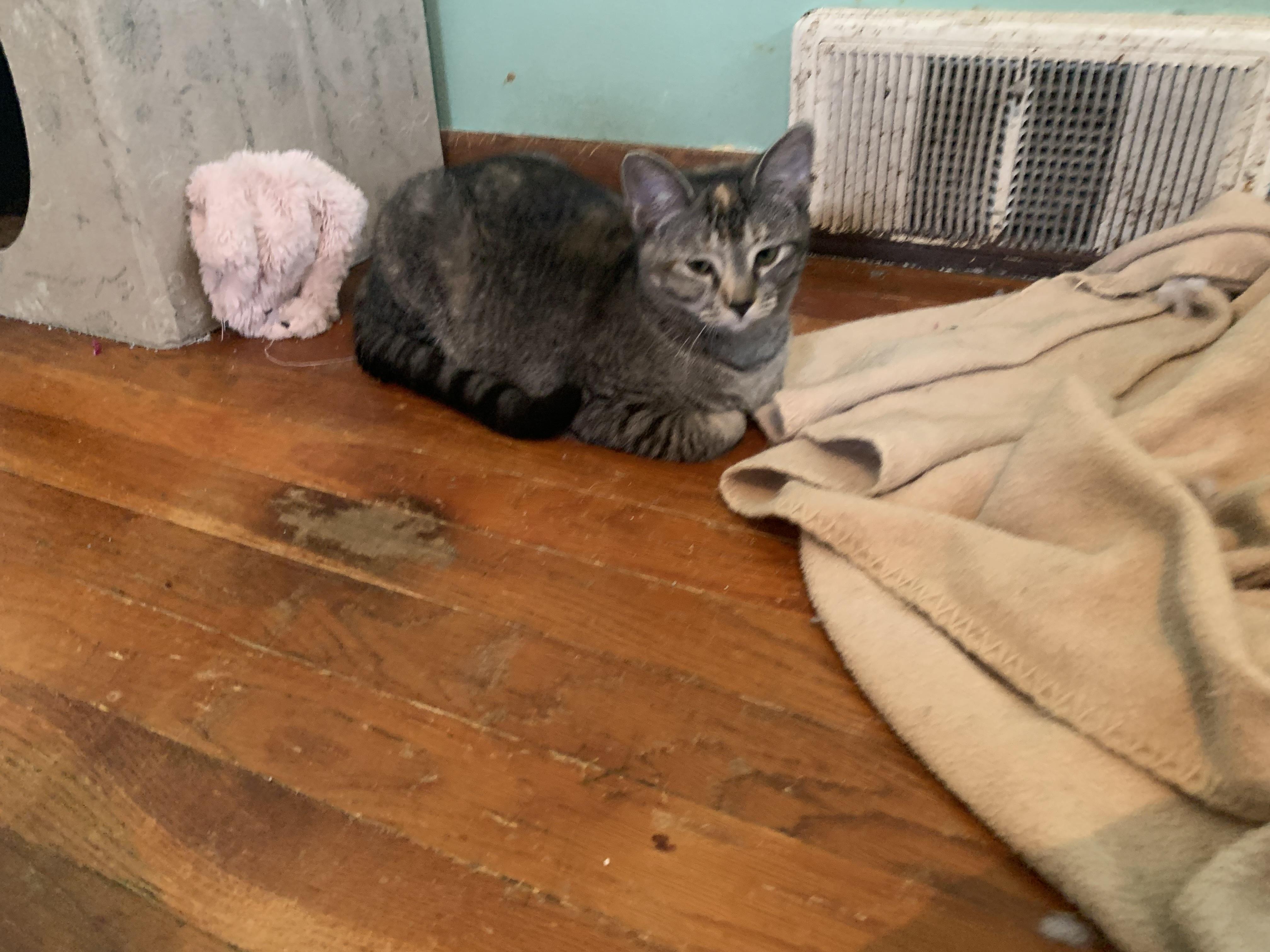 Enlarge Dottie, a Adoptable Domestic Short Hair in Greensburg, PA image 5/5