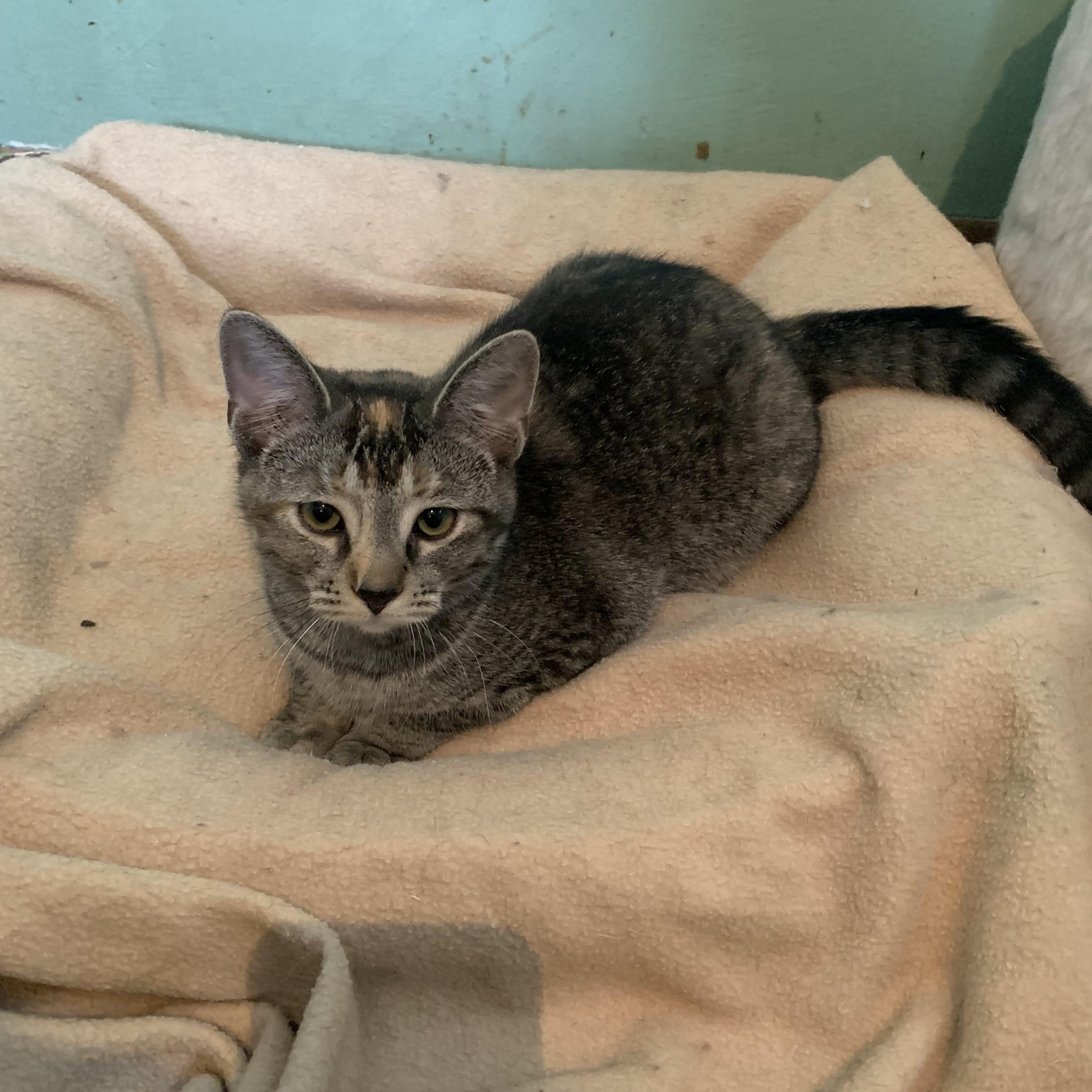 Enlarge Dottie, a Adoptable Domestic Short Hair in Greensburg, PA image 4/5
