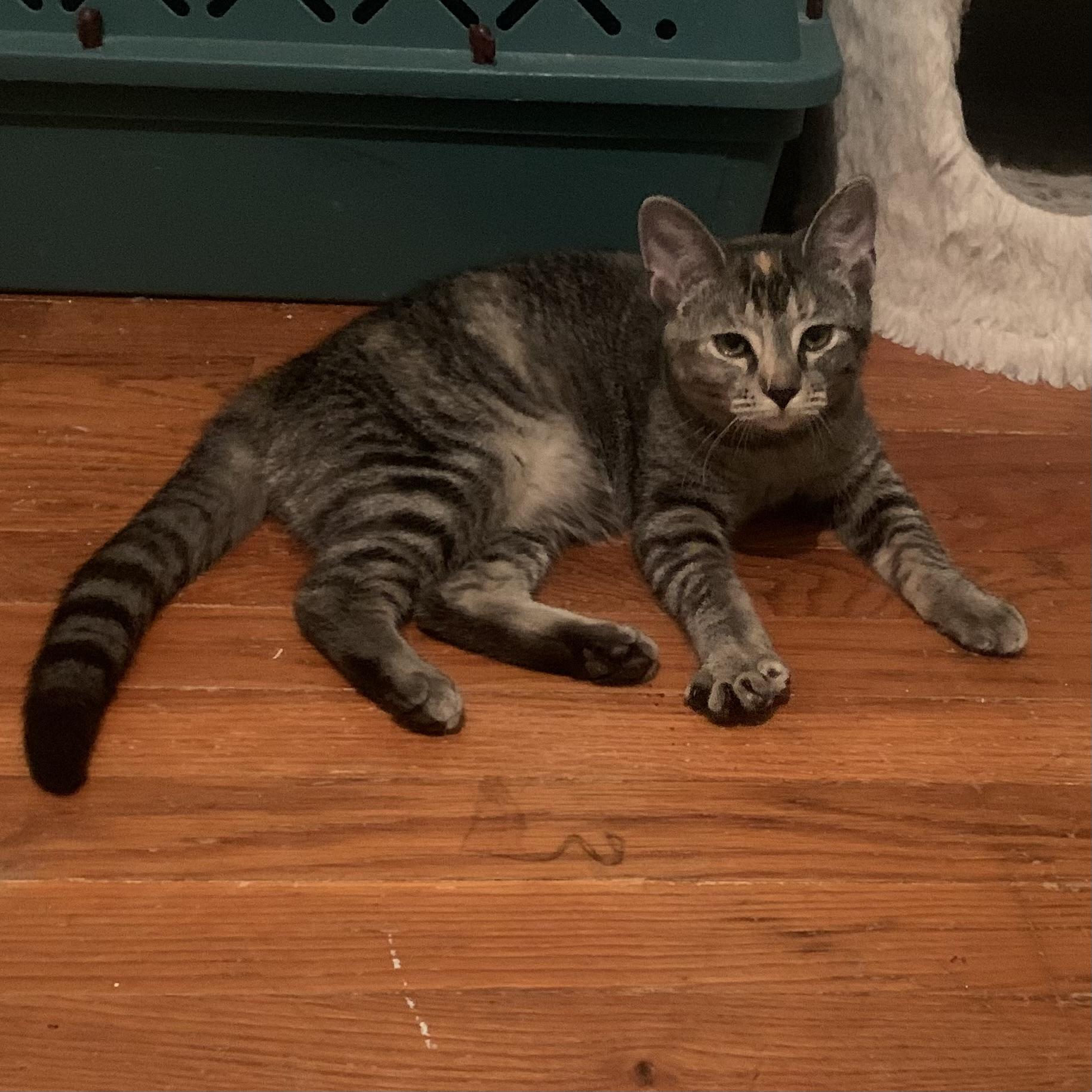 Enlarge Dottie, a Adoptable Domestic Short Hair in Greensburg, PA image 3/5