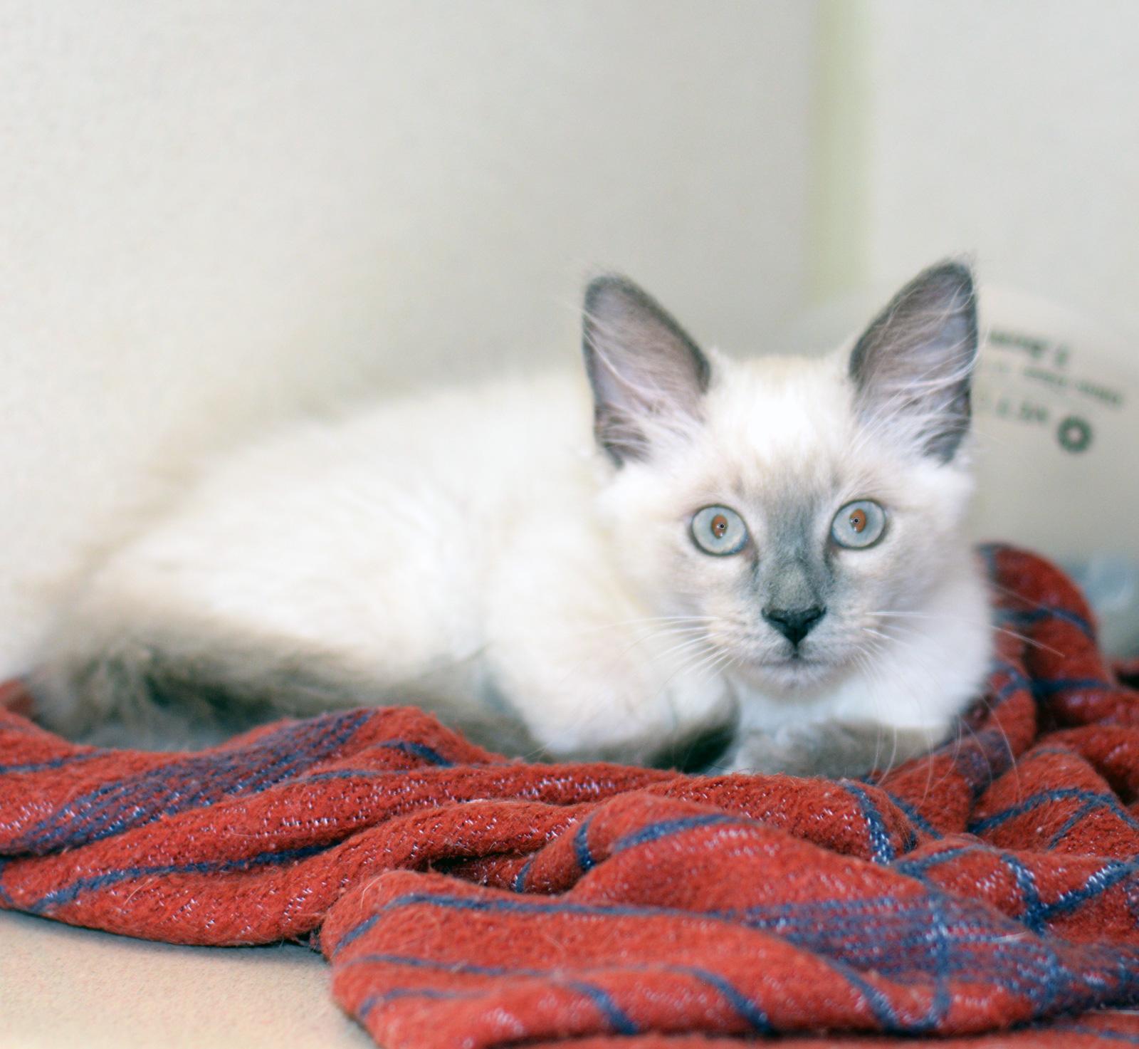 BUDDY BUDDY, adopted, Kitten Male Ragdoll.