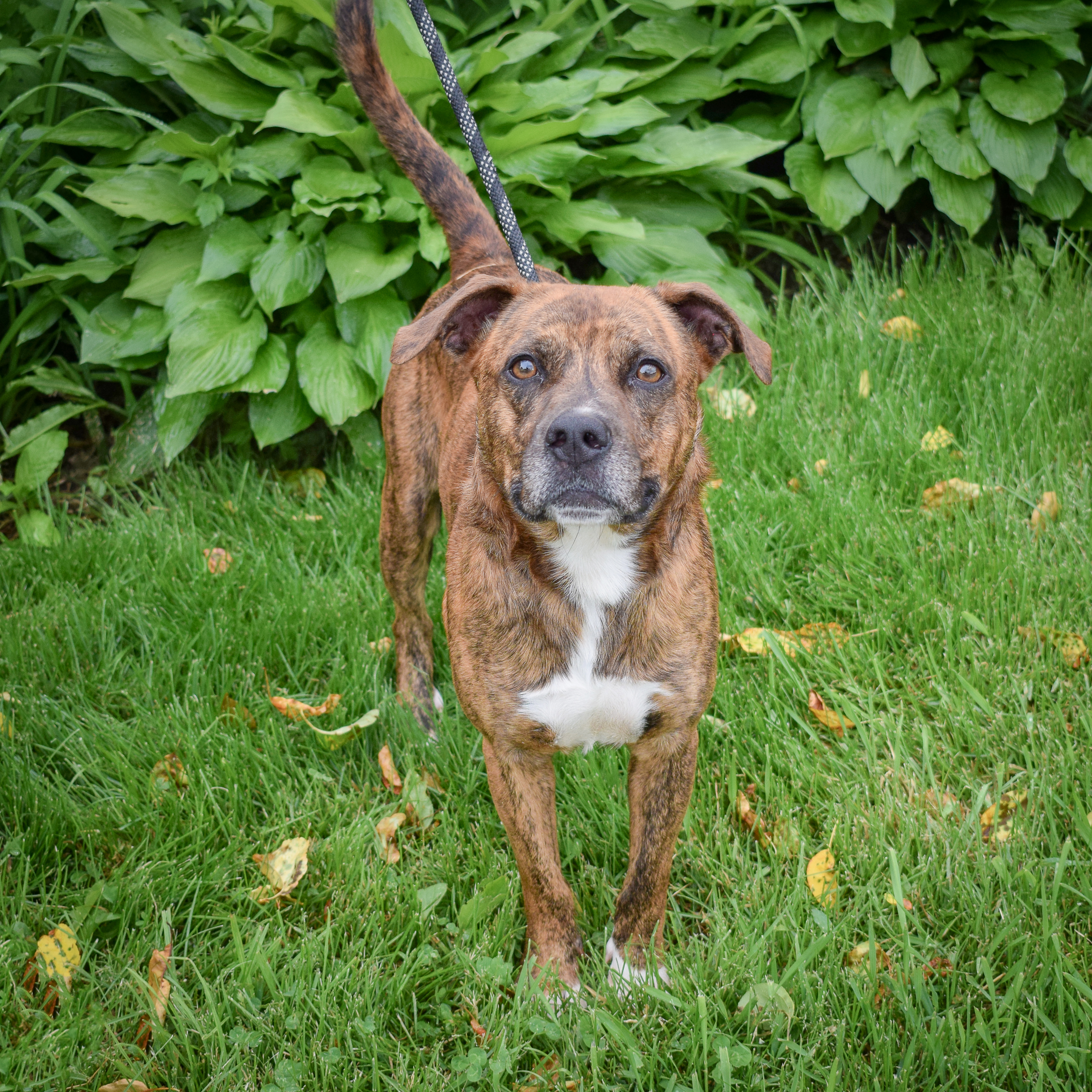 Romeo photo 4
