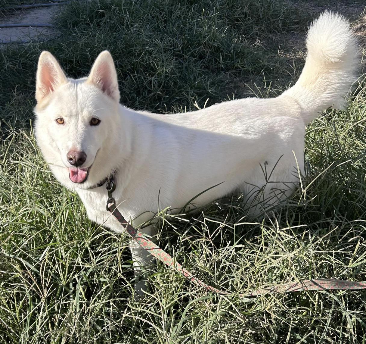 Sitka Rose