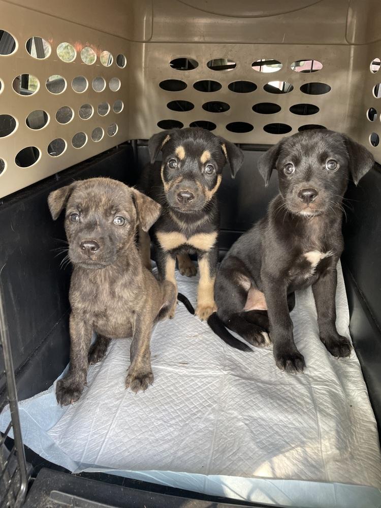 Squirtle, Adoptable, Puppy Female German Shepherd Dog & Labrador Retriever.