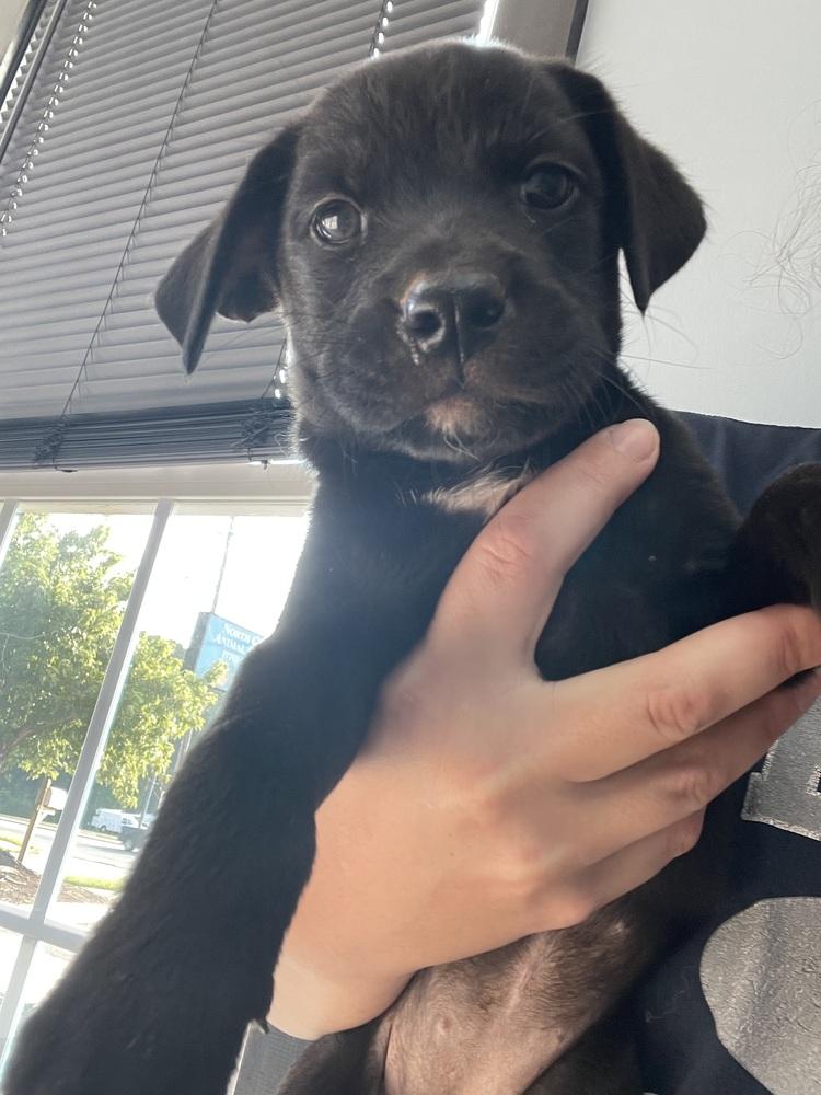 Enlarge Squirtle, a Adoptable mixed breed in Newnan, GA image 2/4