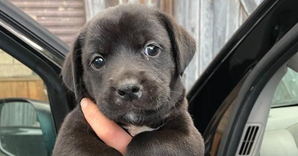 Enlarge Squirtle, a Adoptable mixed breed in Newnan, GA image 3/4