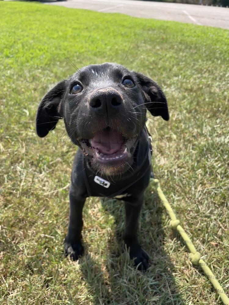 Enlarge Squirtle, a Adoptable mixed breed in Newnan, GA image 3/5
