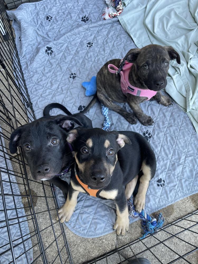 Enlarge Squirtle, a Adoptable mixed breed in Newnan, GA image 4/5