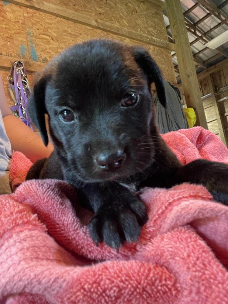 Enlarge Squirtle, a Adoptable mixed breed in Newnan, GA image 4/4