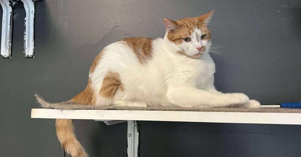 Mason, Adoptable, Adult Male Domestic Short Hair.