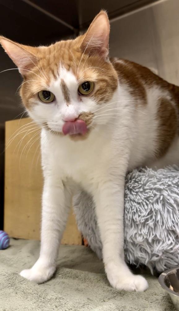 Mason, Adoptable, Adult Male Domestic Short Hair.