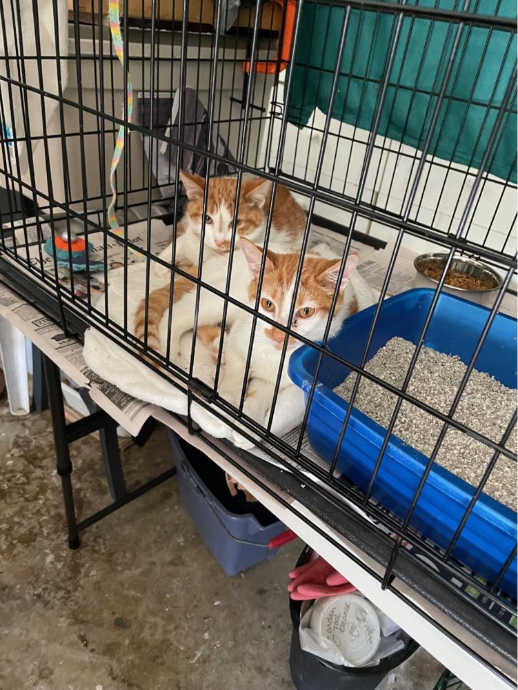 Enlarge Mason, a Adoptable Domestic Short Hair in Virginia Beach, VA image 2/4