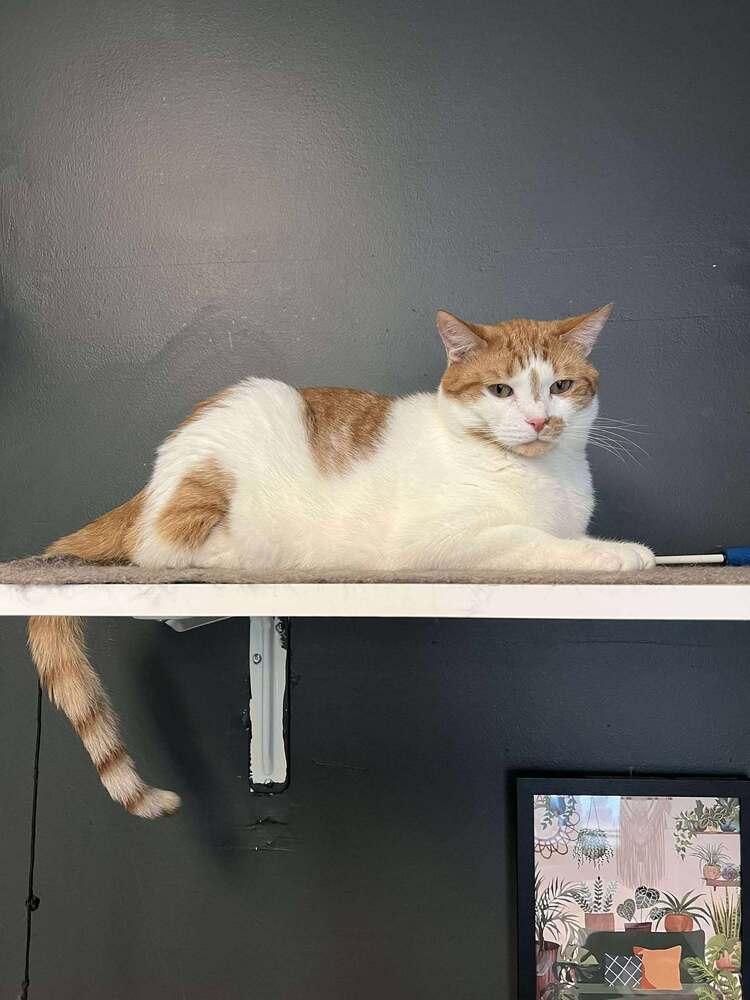 Enlarge Mason, a Adoptable Domestic Short Hair in Virginia Beach, VA image 3/4