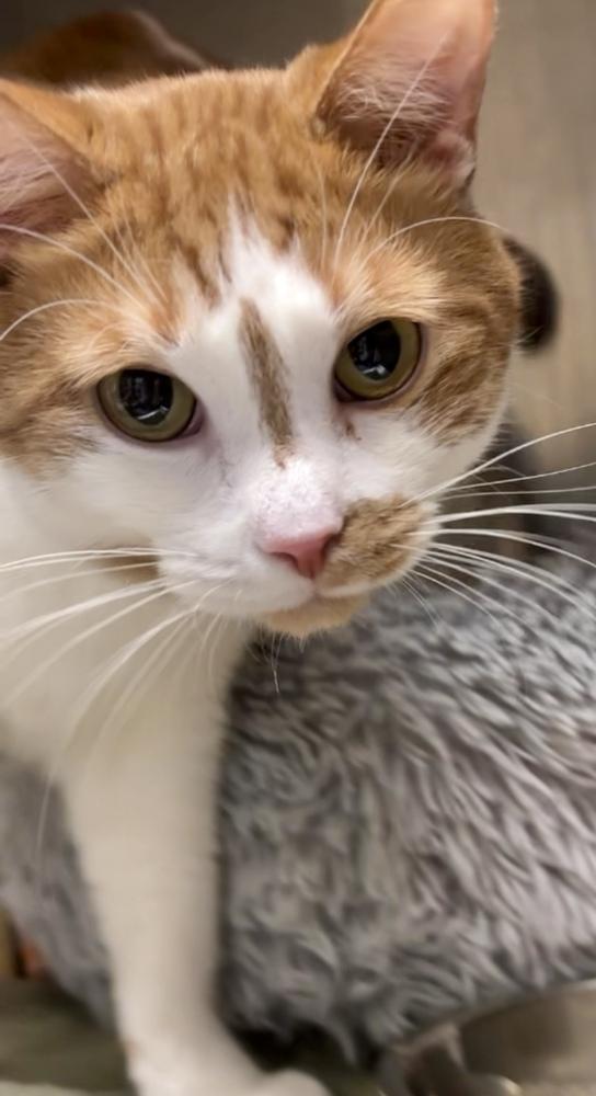 Enlarge Mason, a Adoptable Domestic Short Hair in Virginia Beach, VA image 4/6