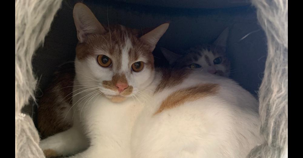 Enlarge Mason, a Adoptable Domestic Short Hair in Virginia Beach, VA image 4/4