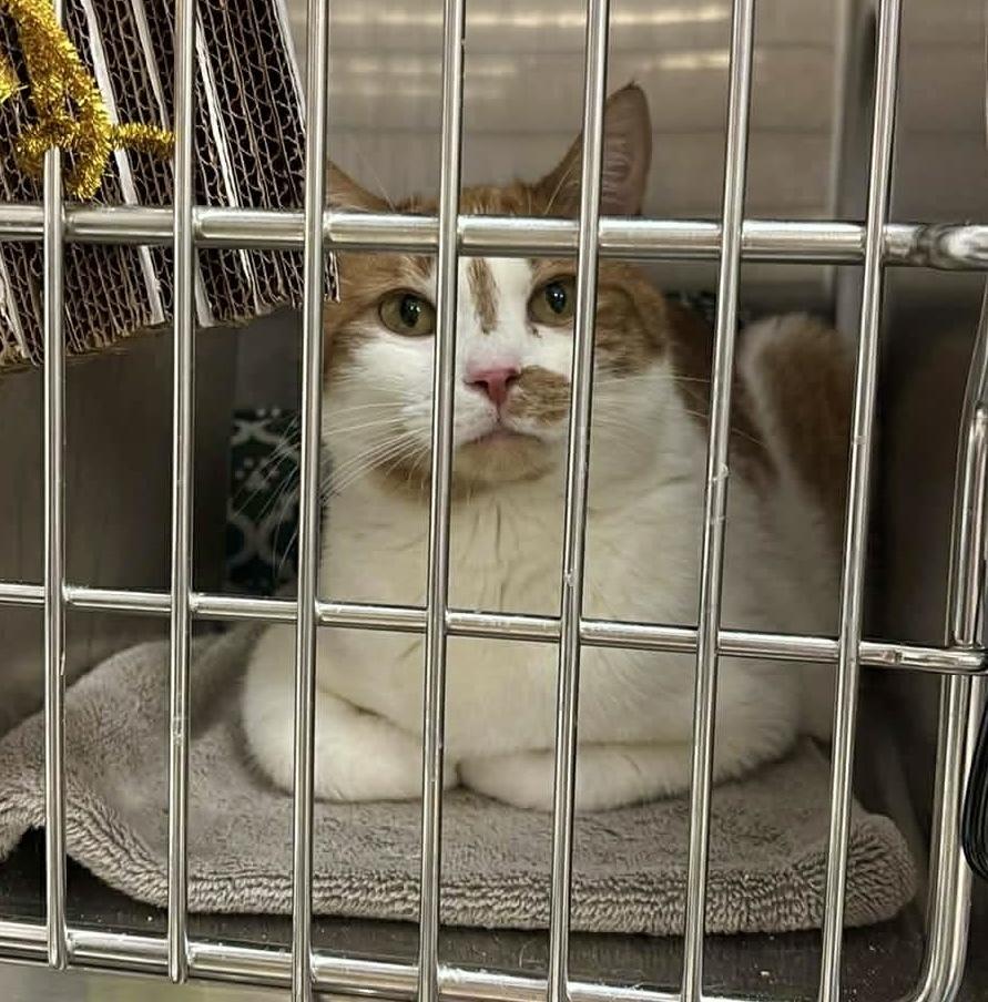 Enlarge Mason, a Adoptable Domestic Short Hair in Virginia Beach, VA image 5/6