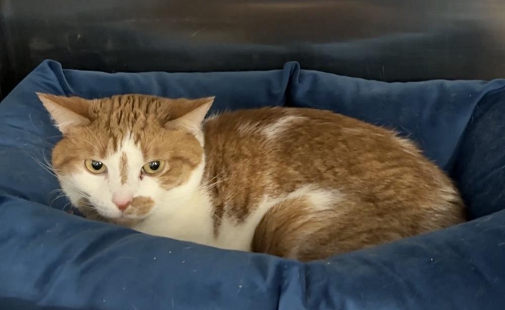 Enlarge Mason, a Adoptable Domestic Short Hair in Virginia Beach, VA image 6/6