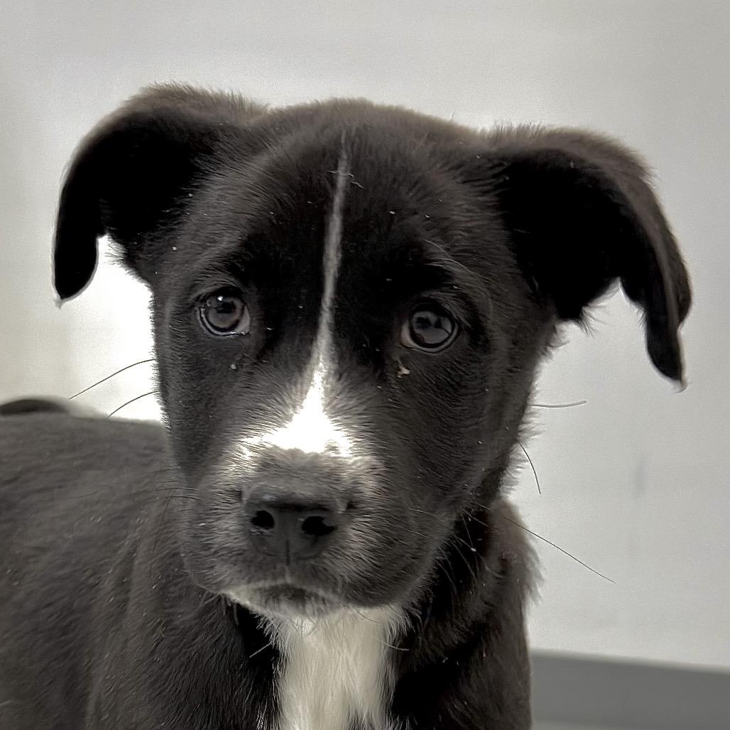 Enlarge Cane's Sauce, a Adoptable Mixed Breed in Park City, UT image 1/3