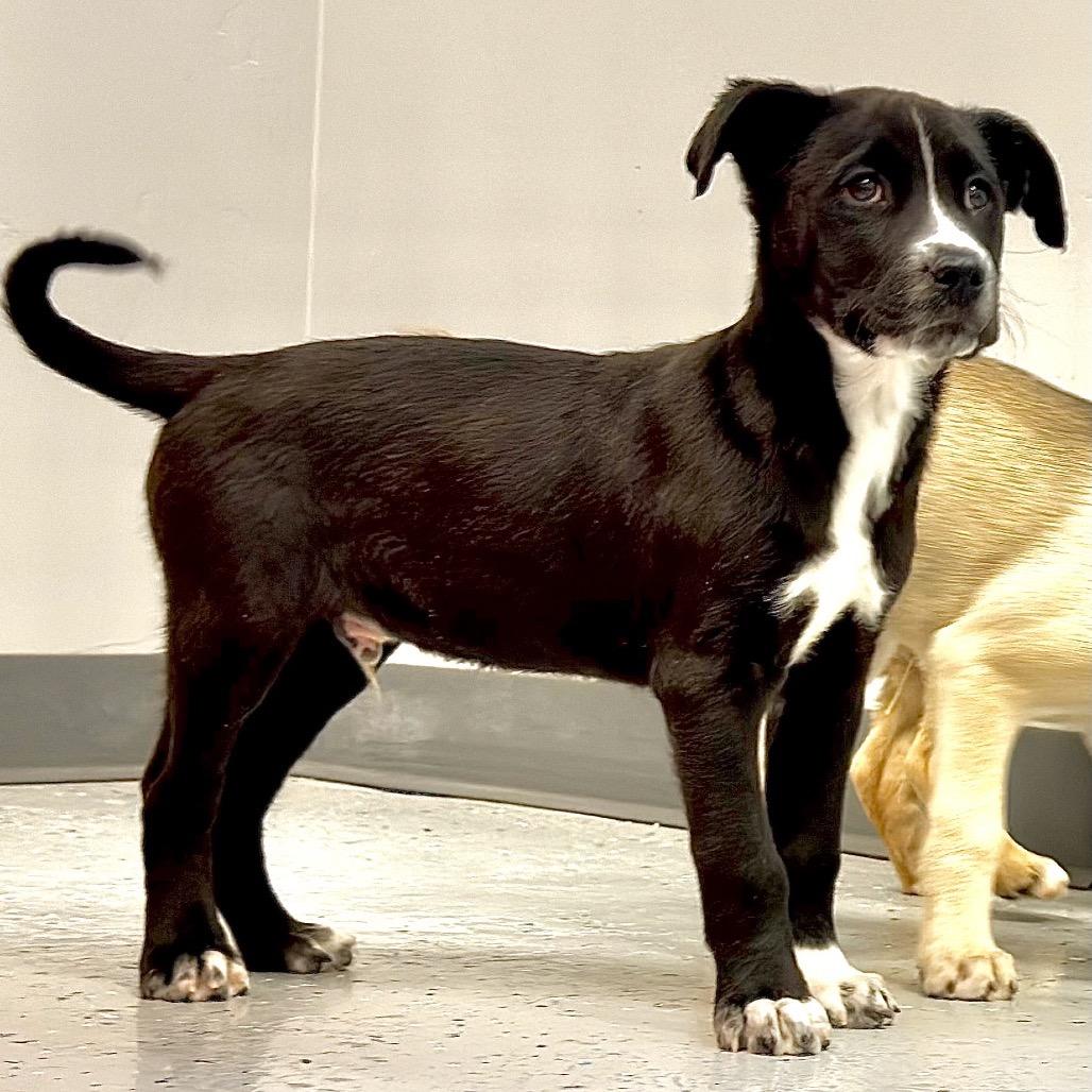 Enlarge Cane's Sauce, a Adoptable Mixed Breed in Park City, UT image 3/4