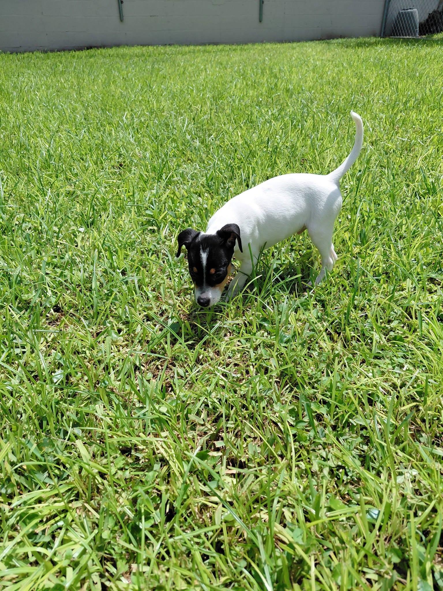Rocket, Adopted, Puppy Male Rat Terrier.