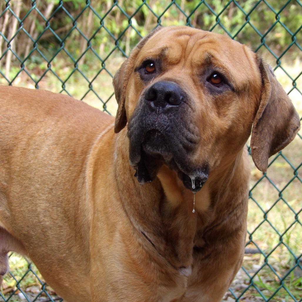 Courage, Adoptable, Adult Male Mastiff.