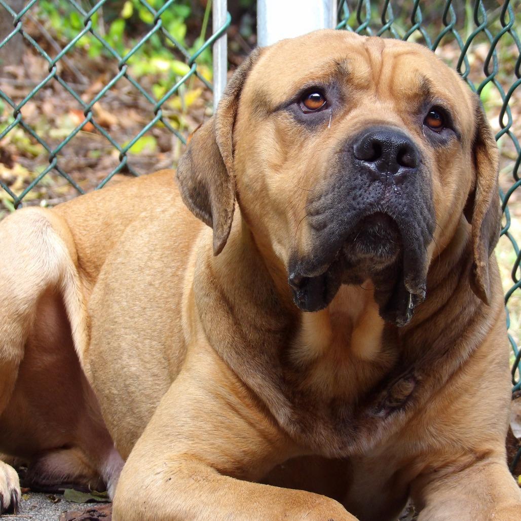 Enlarge Courage, a Adoptable Mastiff in Newark, NJ image 2/6
