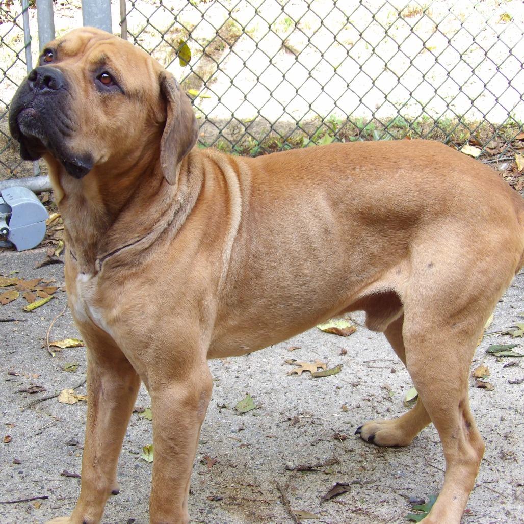 Enlarge Courage, a Adoptable Mastiff in Newark, NJ image 3/6
