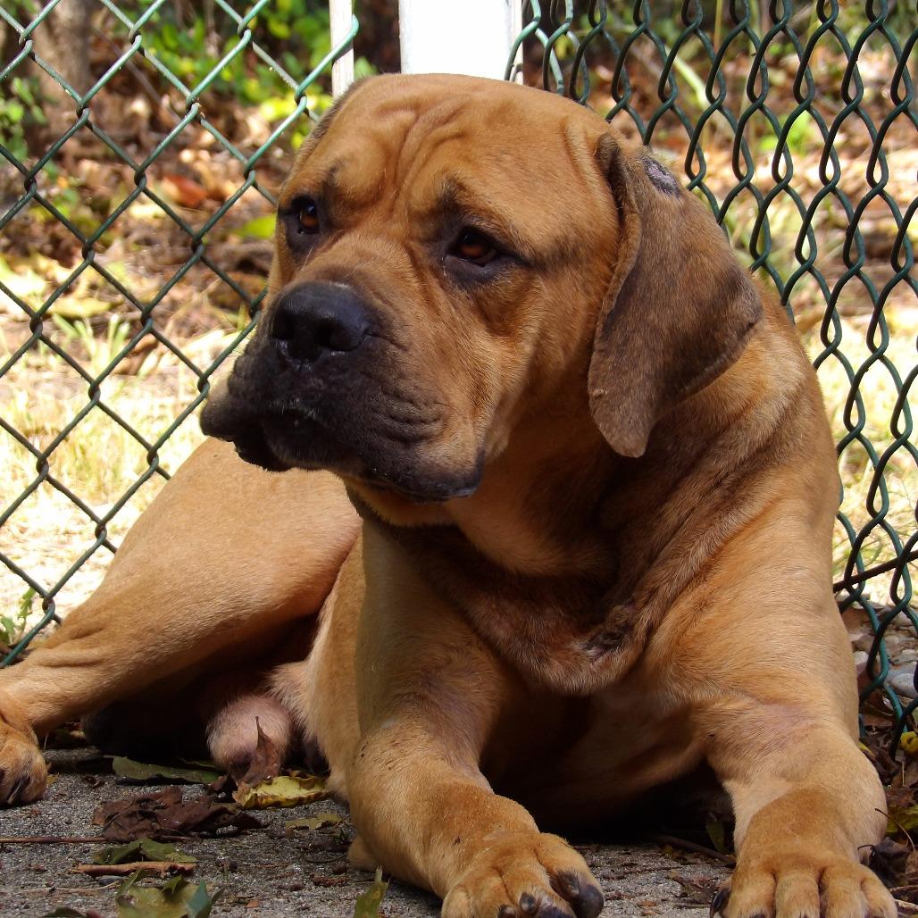 Enlarge Courage, a Adoptable Mastiff in Newark, NJ image 4/6