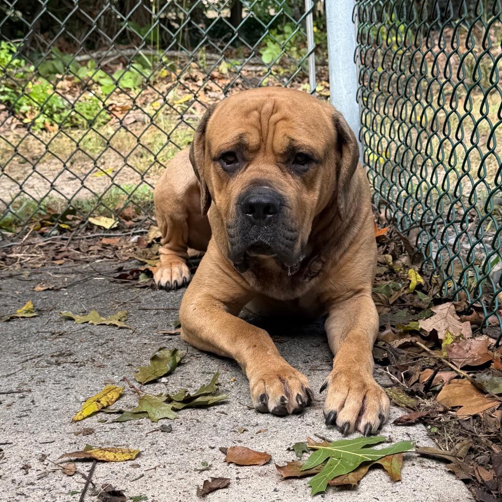 Enlarge Courage, a Adoptable Mastiff in Newark, NJ image 5/6
