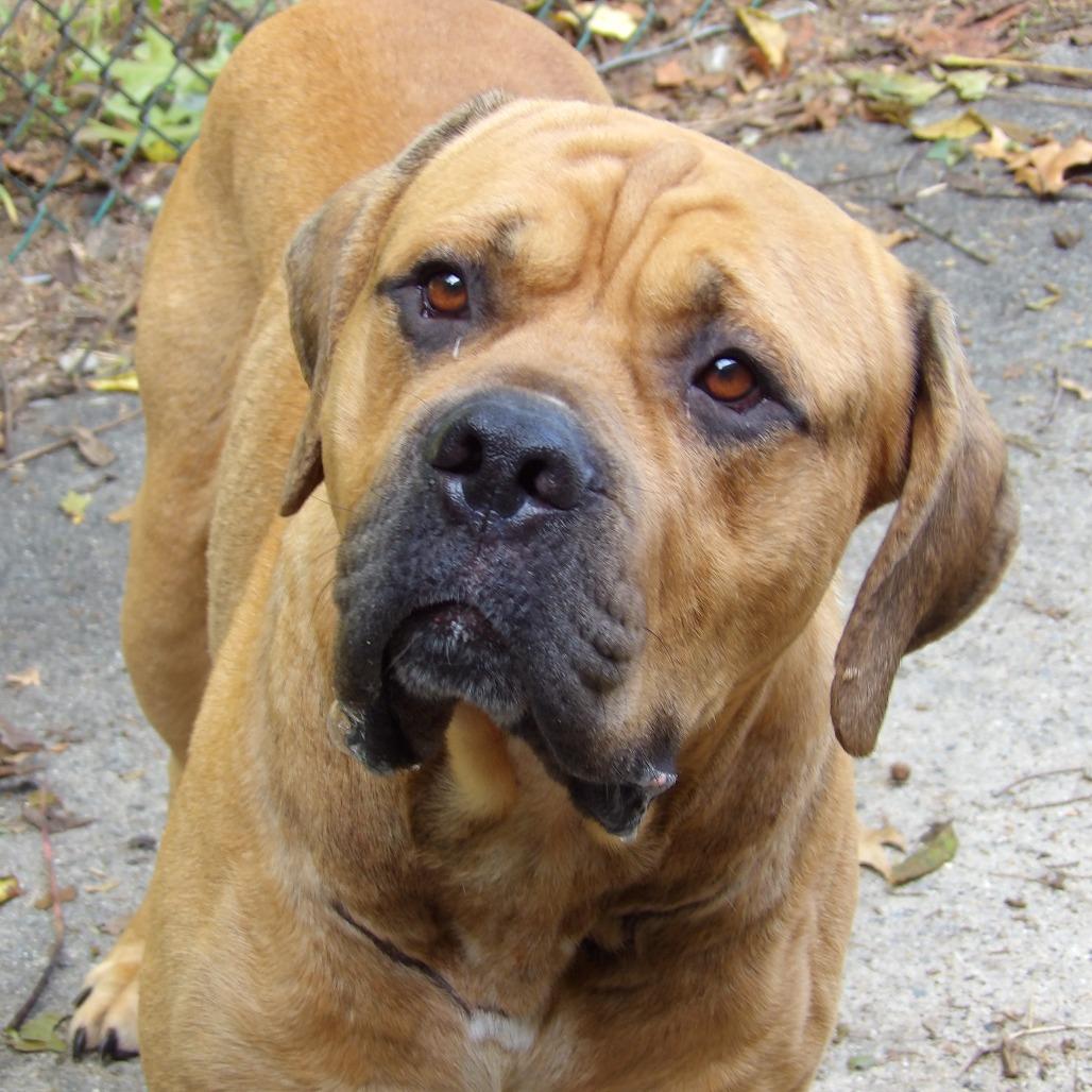 Enlarge Courage, a Adoptable Mastiff in Newark, NJ image 6/6