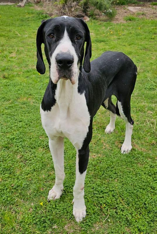 GABRIELLA , Adoptable, Young Female Great Dane.