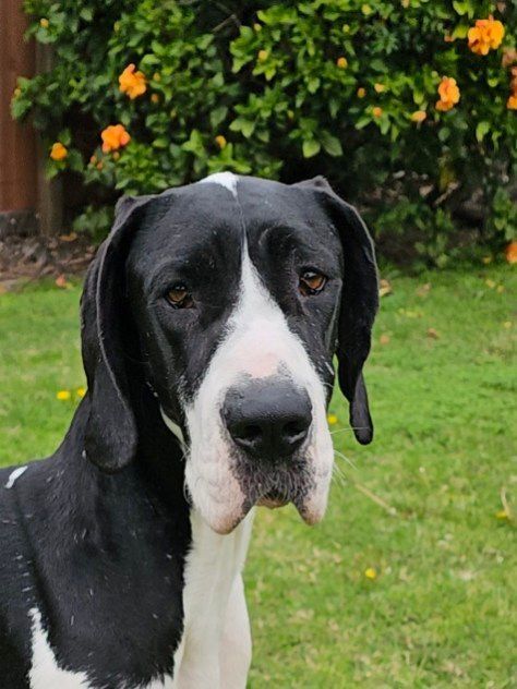 GABRIELLA , a Adoptable Great Dane image 2/6