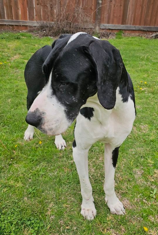GABRIELLA , Adoptable, Young Female Great Dane.