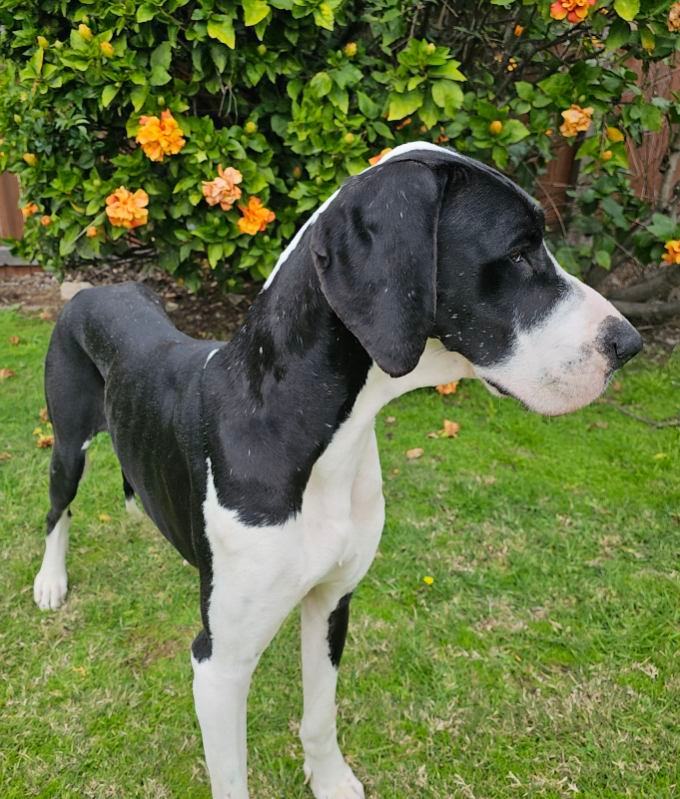 GABRIELLA , a Adoptable Great Dane image 6/6