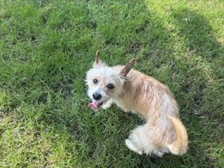 Sassy, a ADOPTABLE mixed breed in Naperville, IL image 6/6