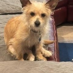 Sassy, a ADOPTABLE mixed breed in Naperville, IL image 3/6