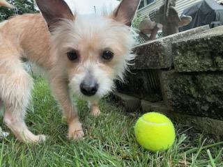 Sassy, a ADOPTABLE mixed breed in Naperville, IL image 1/6