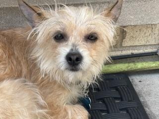 Sassy, a ADOPTABLE mixed breed in Naperville, IL image 4/6