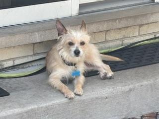 Sassy, a ADOPTABLE mixed breed in Naperville, IL image 2/6