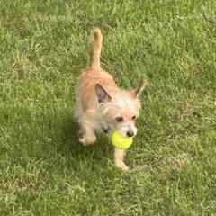 Sassy, a ADOPTABLE mixed breed in Naperville, IL image 5/6