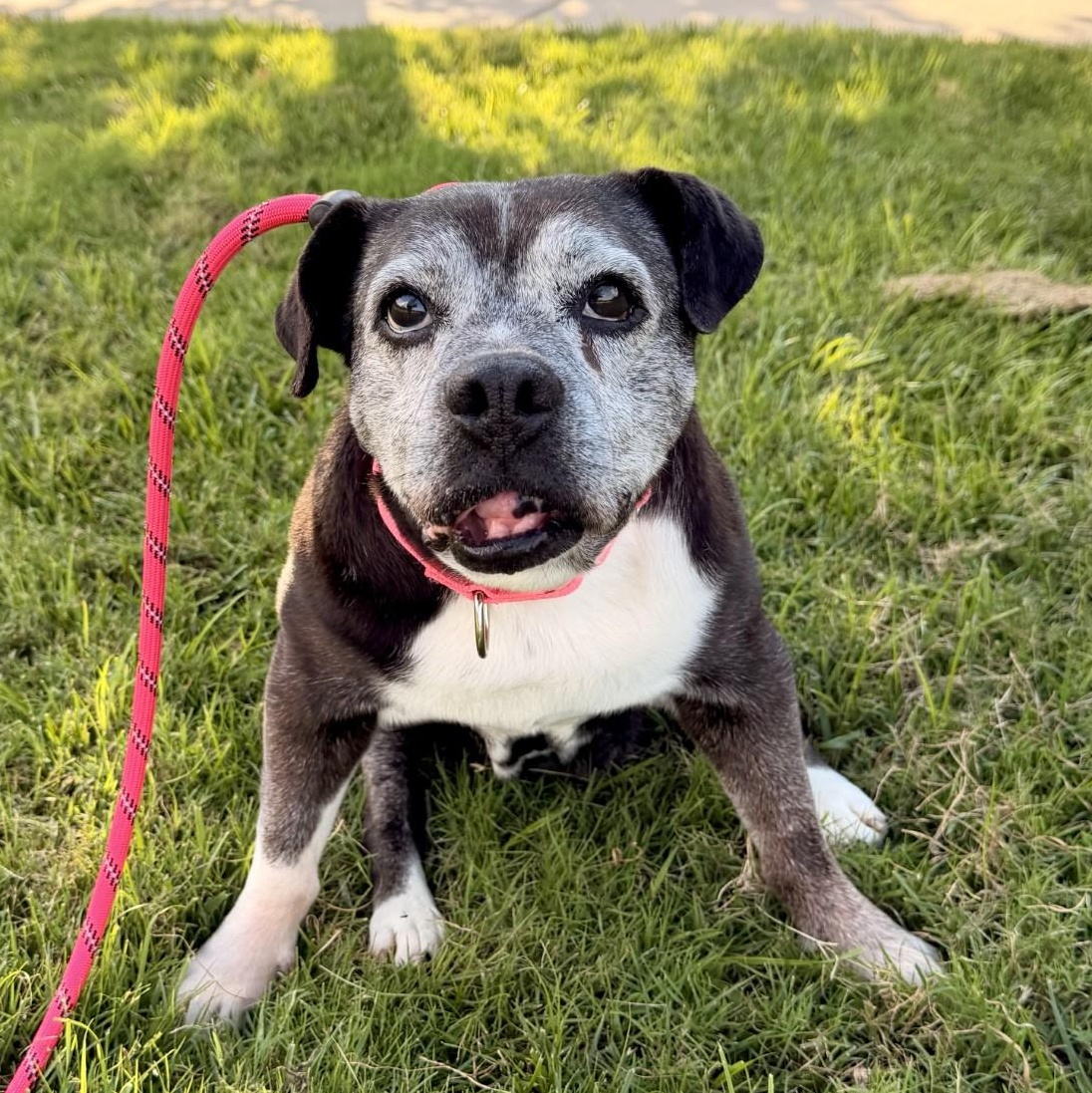 Betty, ADOPTABLE, Senior Female Bulldog.