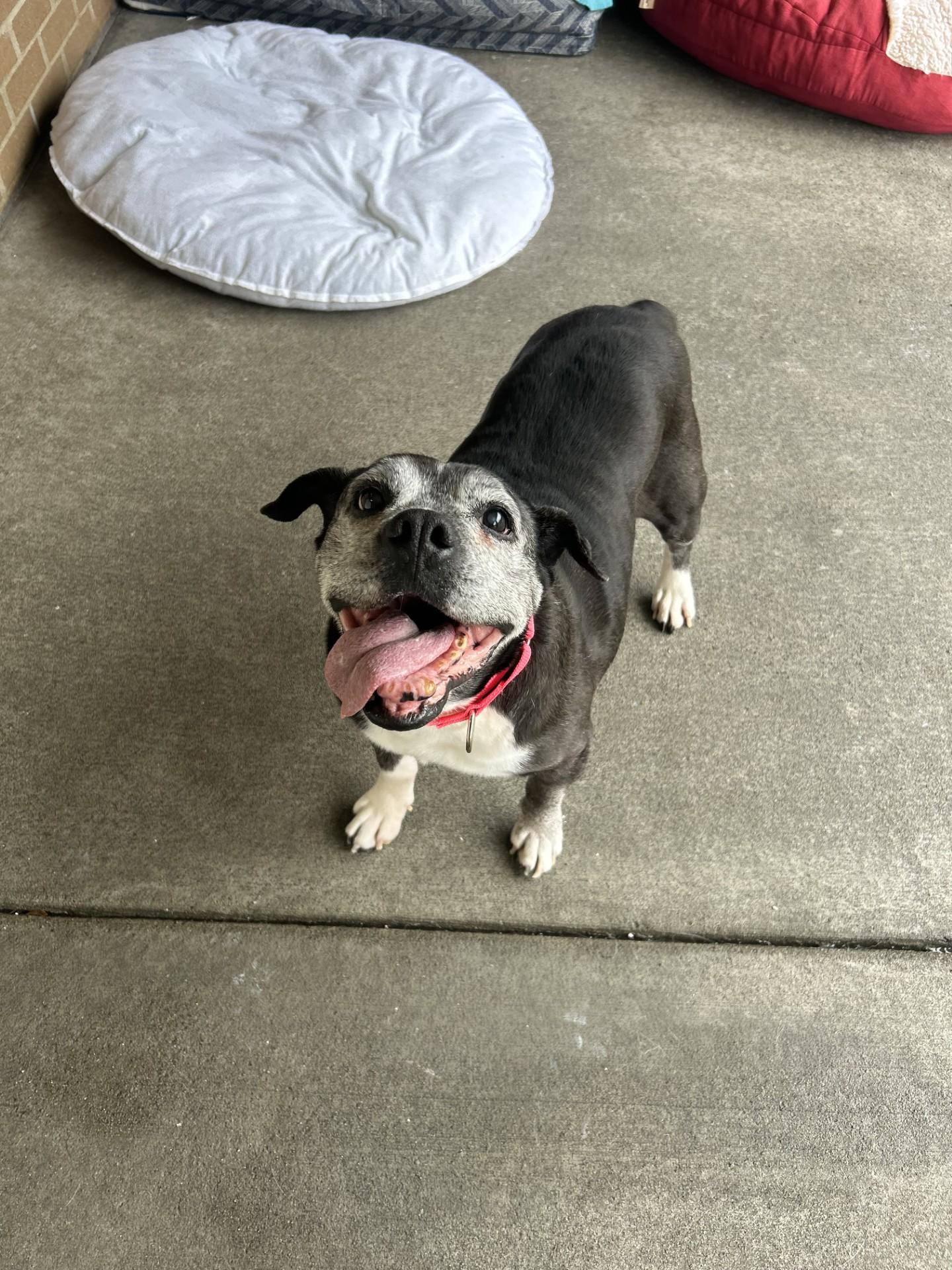 Betty, ADOPTABLE, Senior Female Bulldog.