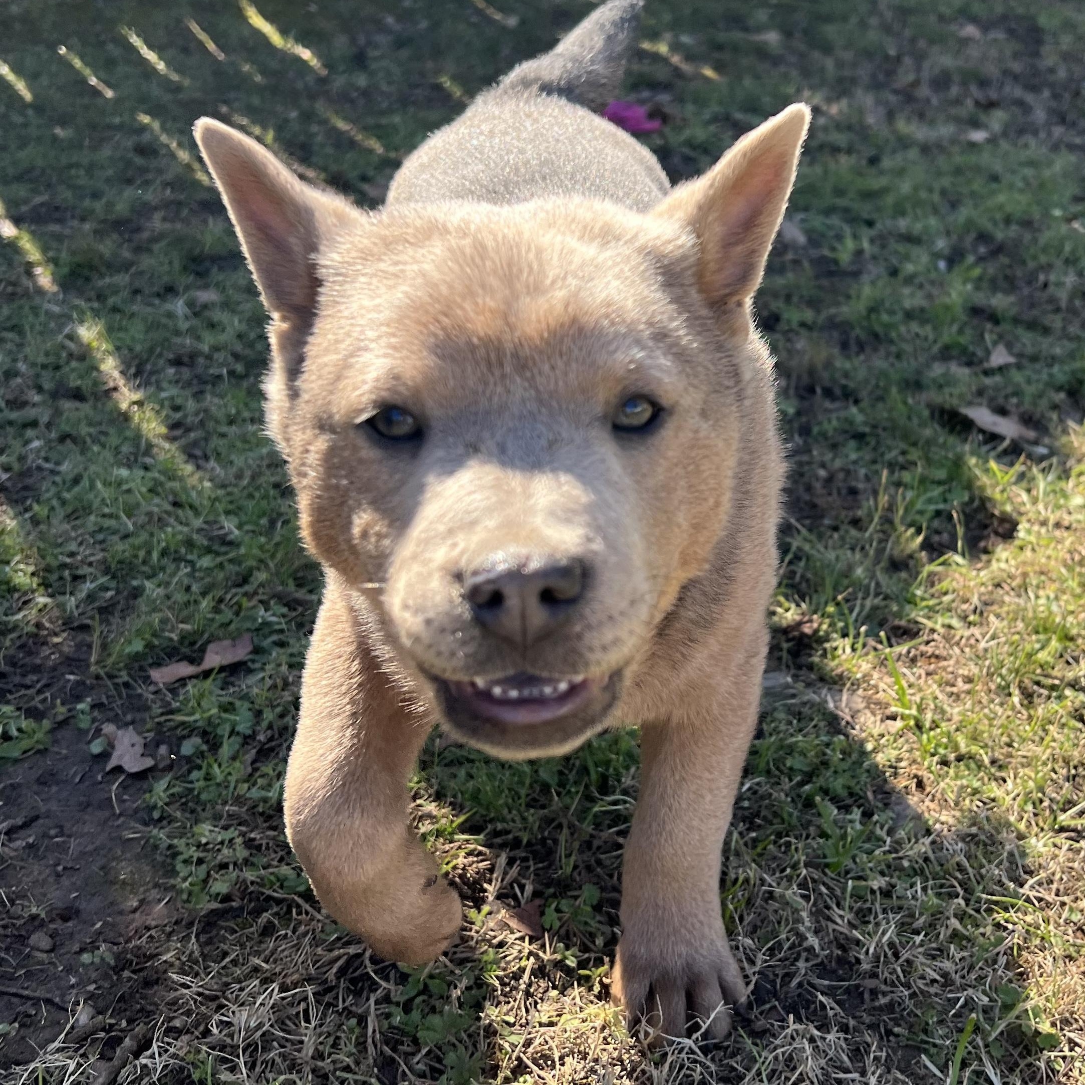 Enlarge Duck, an adoptable mixed breed in Boston, MA image 5/6