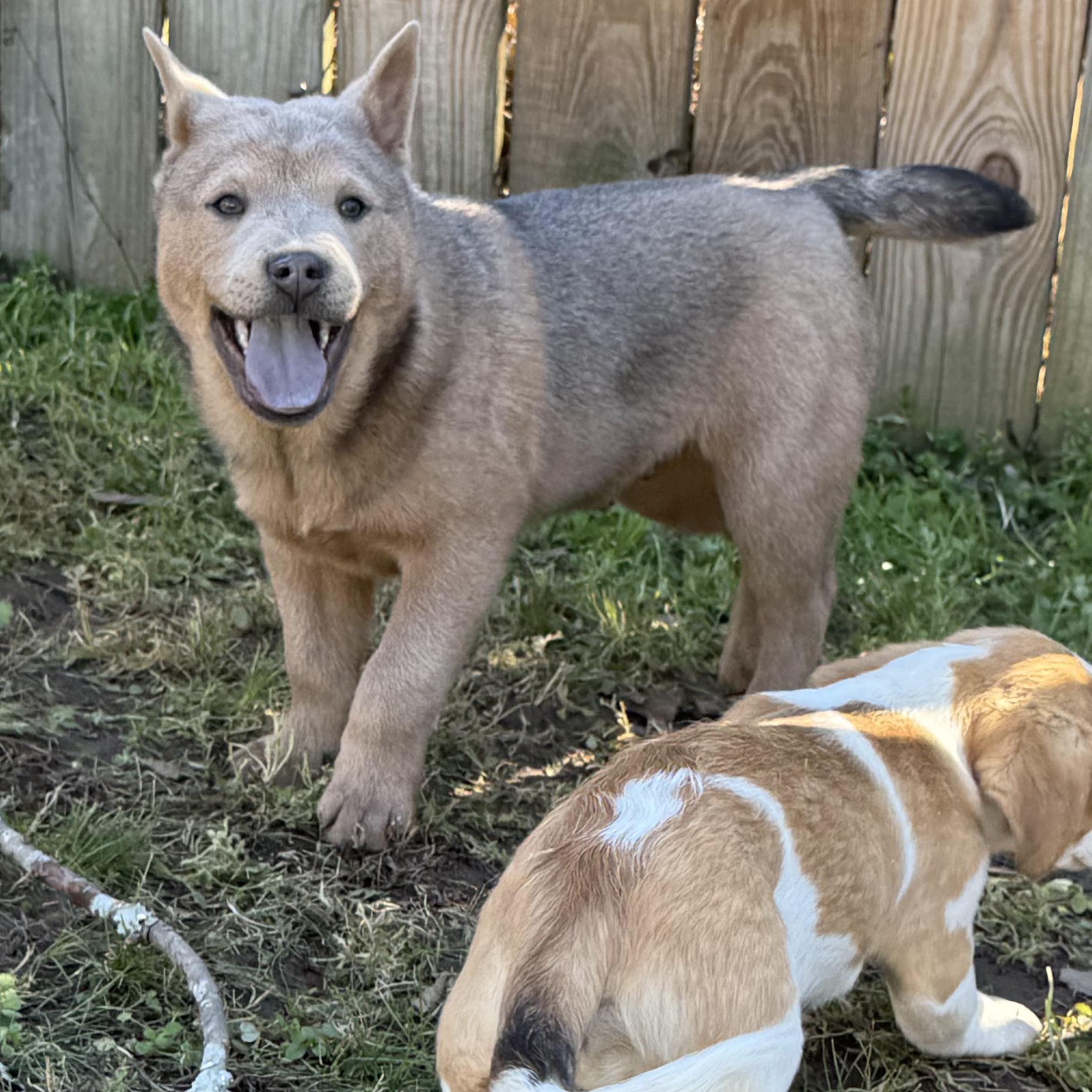 Enlarge Duck, an adoptable mixed breed in Boston, MA image 1/6